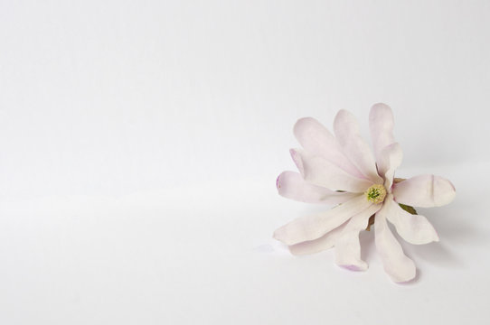 Single light pink magnolia flower on white background