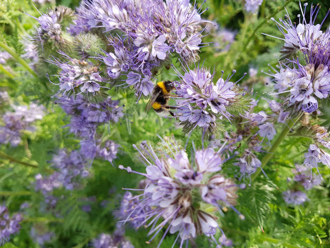 Phacelia; tanacetifolia