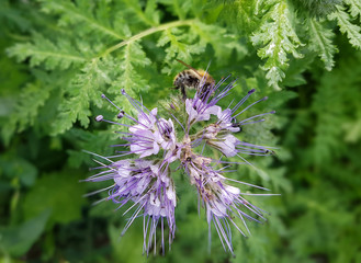 Phacelia; tanacetifolia