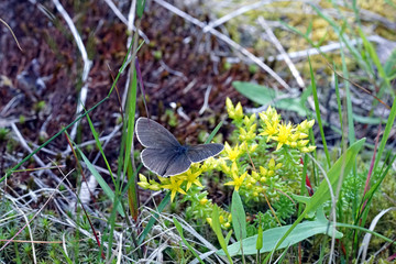 Aphantopus hyperantus