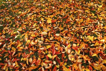 Heruntergefallene Blätter im Herbst