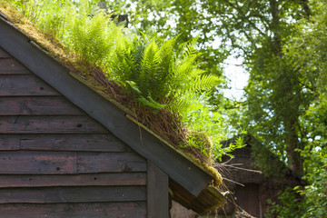 House roof covered with moss