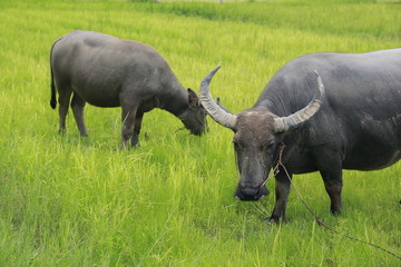 Obraz premium Buffalo is a four-foot animal that feeds on long, spiky, and spiked cats. Grass is a food to live in a rural outdoor field.