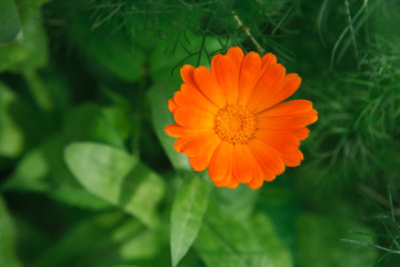 Beautiful orange calendula flower background