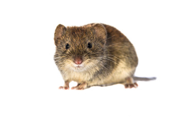 Bank vole looking on white background