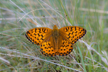 Dark Green Fritillary (Argynnis aglaja) Butterfly resting on Grass