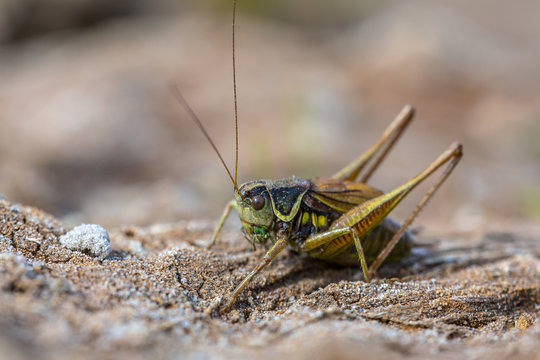 Roesels bush cricket in natural environmnt