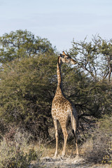 Giraffe