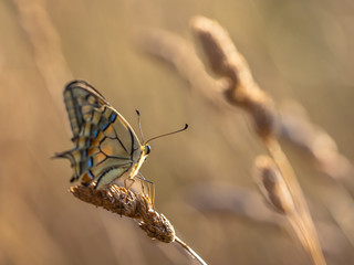 Swallowtail (Papilio machaon) resting on Grass Ear in the Morning Light