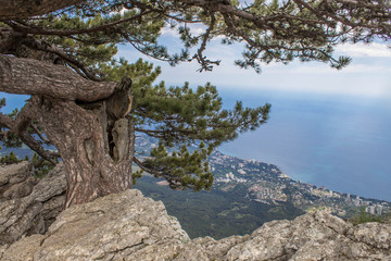 Pine grows in the rock on the cliff