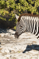Zebra