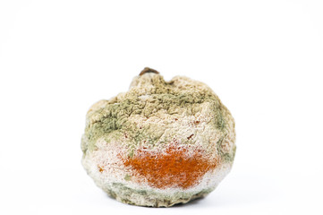 rotten and moldy orange