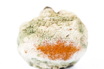 rotten and moldy orange