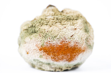 rotten and moldy orange