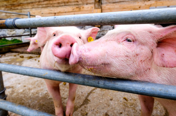 piglets