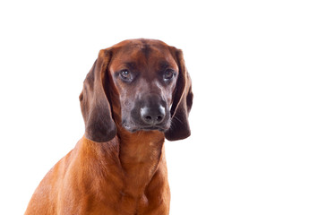 Obraz premium Brown hound of Bavarian