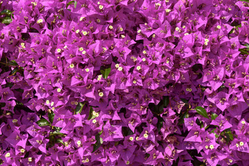 texture of Bouganvillea glabra flowers, Chiavari , Italy