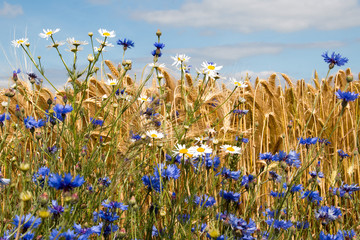 Kornblumen und Kamille vor einem Feld mit Gerste im Sommer unter blauem Himmel