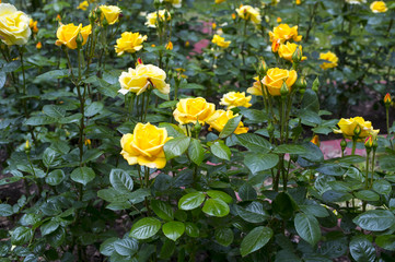 yellow roses in the garden