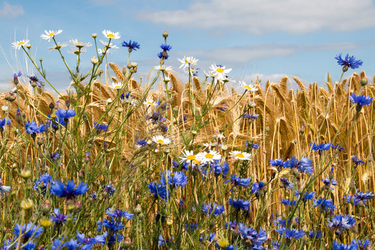 Kornblumen und Kamille vor einem Feld mit Gerste im Sommer unter blauem Himmel
