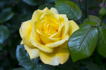 yellow roses in the garden