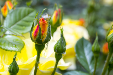 yellow roses in the garden