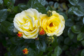 yellow roses in the garden