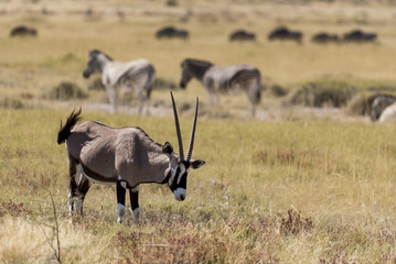 Oryx
