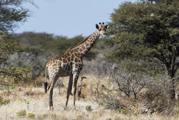 Giraffe