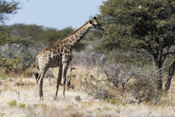 Giraffe