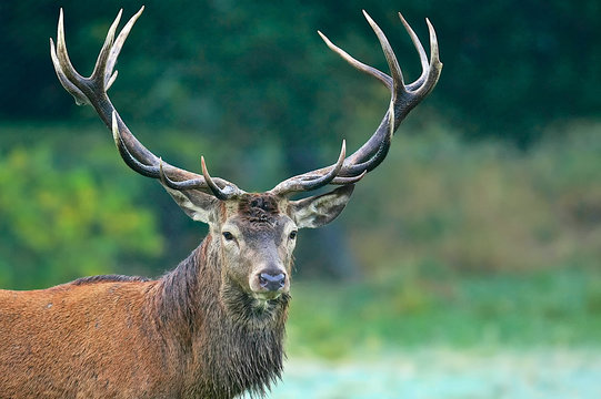 Hirsch, Rothirsch, Tierportrait