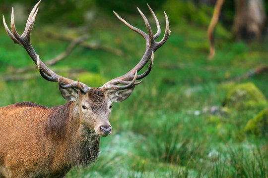Hirsch, Rothirsch, Tierportrait