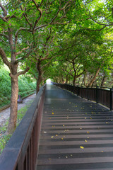 wooden pathway in park