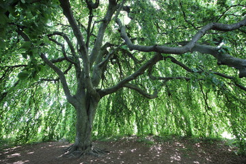 Arbre pleureur