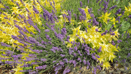Bushy purple lavender flowers among yellow leaf plant in a rock garden, on a summer day.