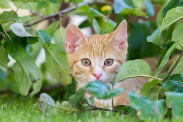 cute red kitten playing in the garden