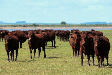 Fazenda de gado - RS