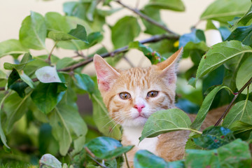 red kitten between leaves