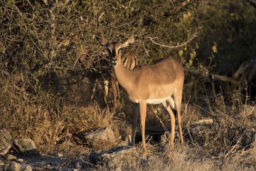 Springbock
