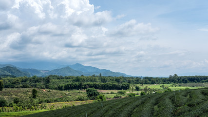 Fototapeta na wymiar Tea plantation and mountain view with blue sky background
