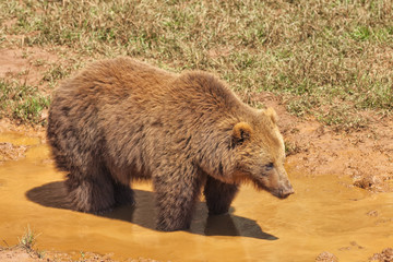 Oso Pardo