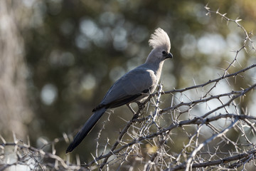 Vogel