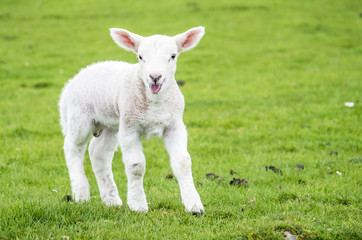 Fototapeta premium Cute little lamb dwelling in the green beautiful Scottish field