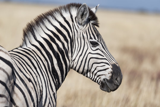 Zebra