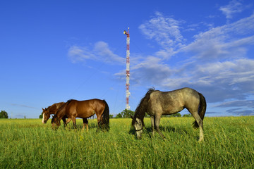 Obraz premium One gray and two brown horses eating green grass on meadow