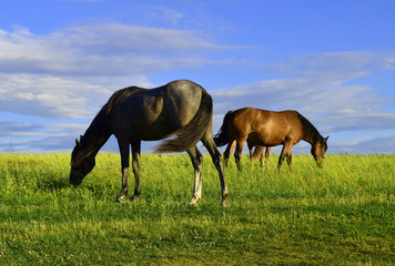 Gray and brown horse eating green grass on field