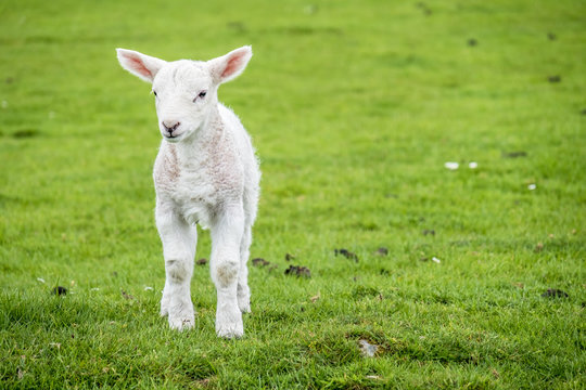 Cute little lamb dwelling in the green beautiful Scottish field