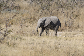 Fototapeta premium Elefant