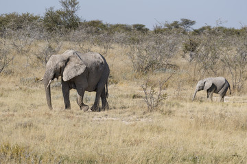 Fototapeta premium Elefant