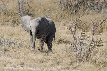 Obraz premium Elefant